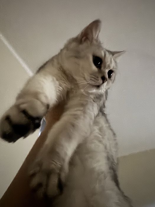 Прямоухлый шотланец