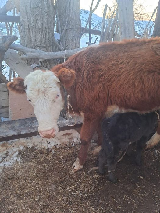 Бұзылуы сиыр, қашар, сиыр сатылады.