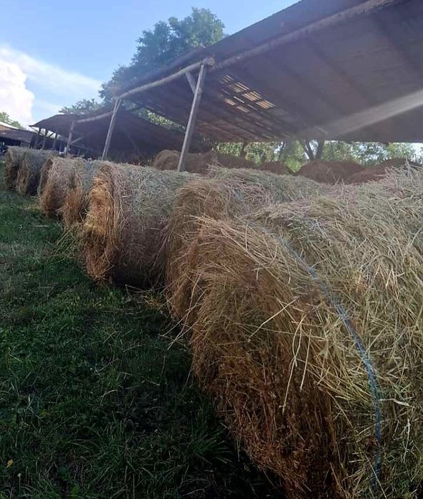 Vând baloți de lucernă