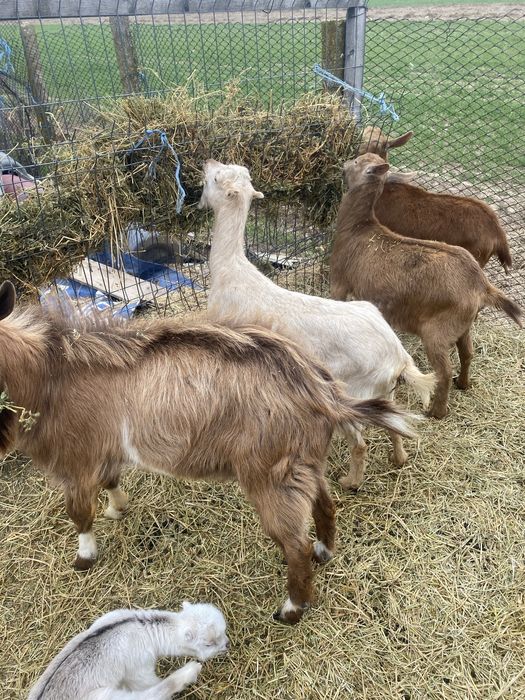 Capre gesstante , varsta 1 an