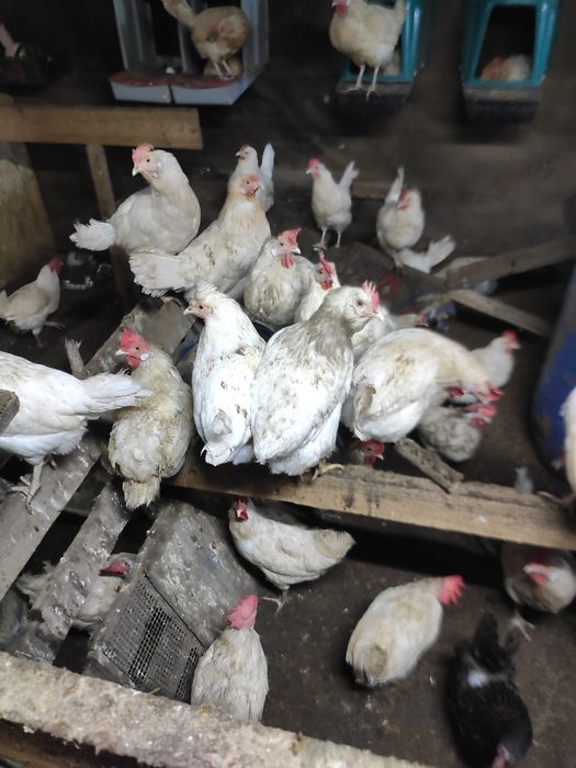 Продам кур молодок