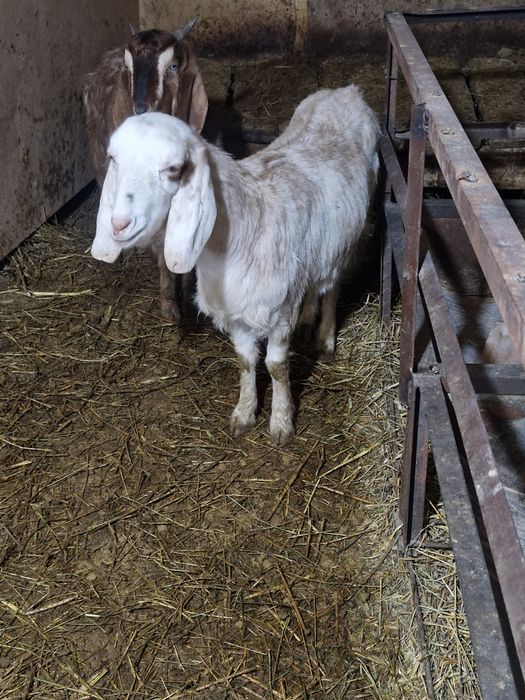 Битал таза ешкилер