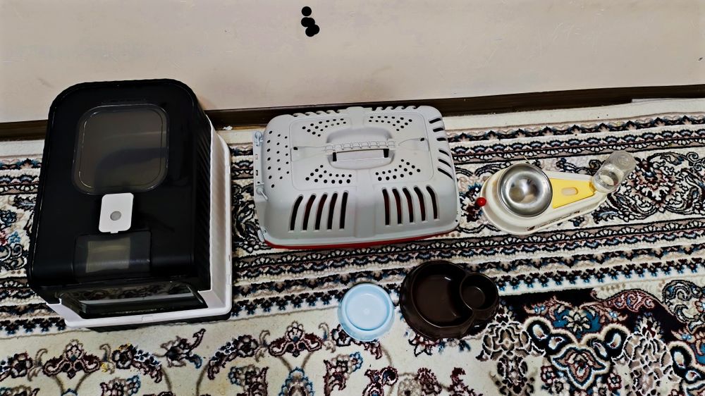 Britaniya shorthair zolotoy shinshila n12