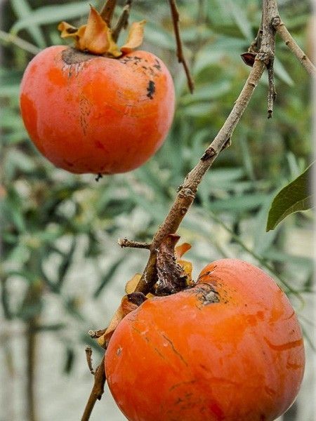 Pomi Exotici (KAKI Diferite Soiuri )la ghiveci