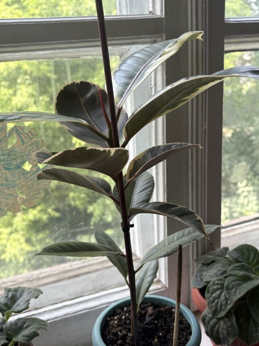 Продам комнатные растения