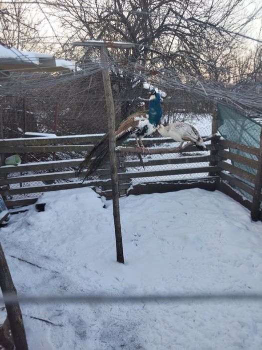 Продавам двойка пауни