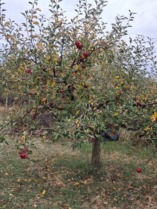 MERE BIO DIRECT DIN LIVADĂ – Sănătate curată la doar 2,5 lei/kg!