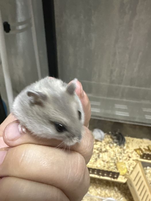 Грызуны Хомяк сатылады