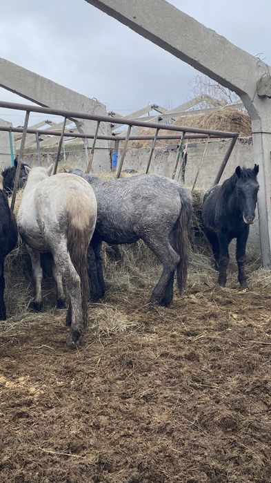 Продам Базу для откорм