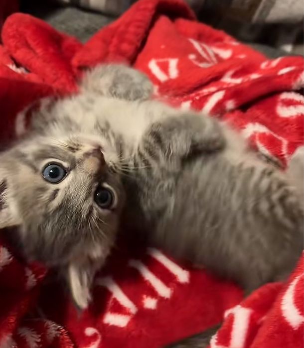Продается котик шотландец