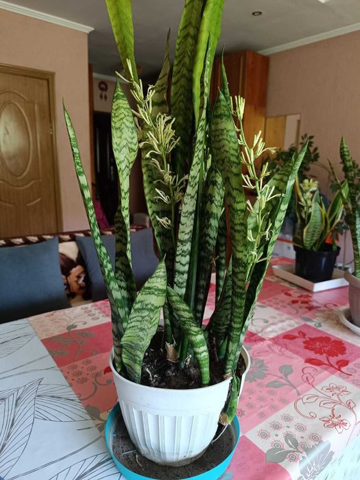 Продам санцевиерию