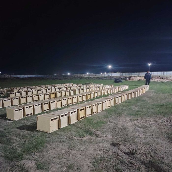 Пчелопакеты Карника