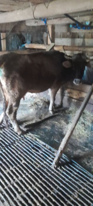 Vând vaca bruna de MM
