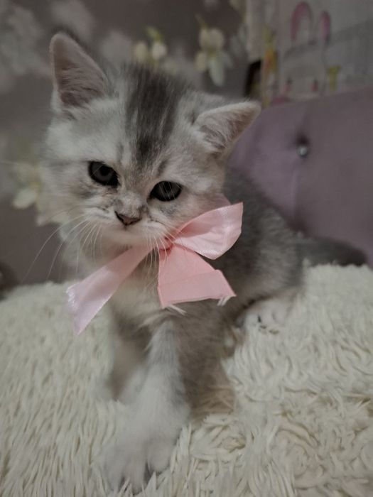 British chinchilla