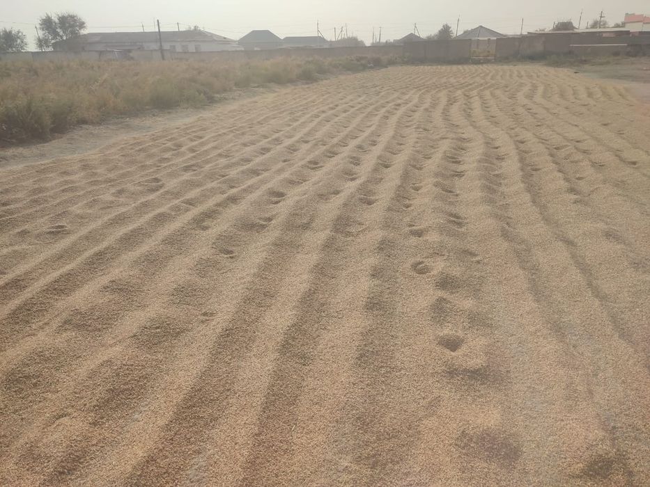 Салы, Лазер күріш сатылады