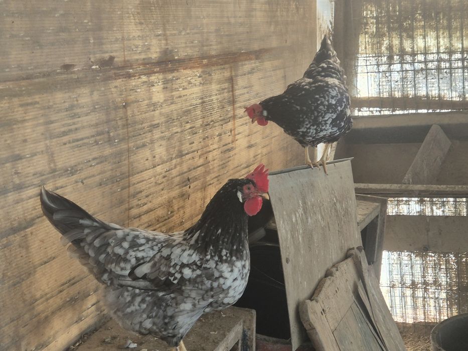 Oua italiene bobate pe negru si albastru