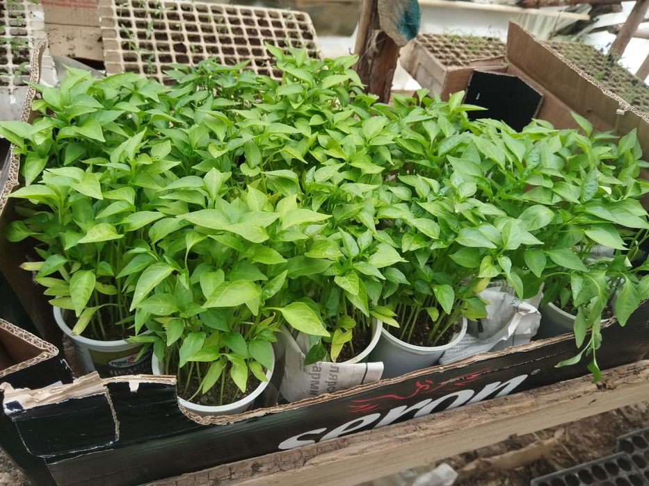 Разсад домати краставици чушки тиквички