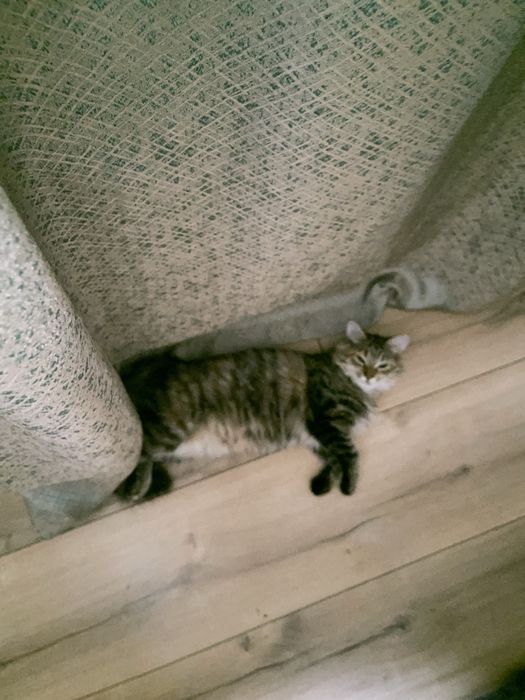 Отдам кошек-котят