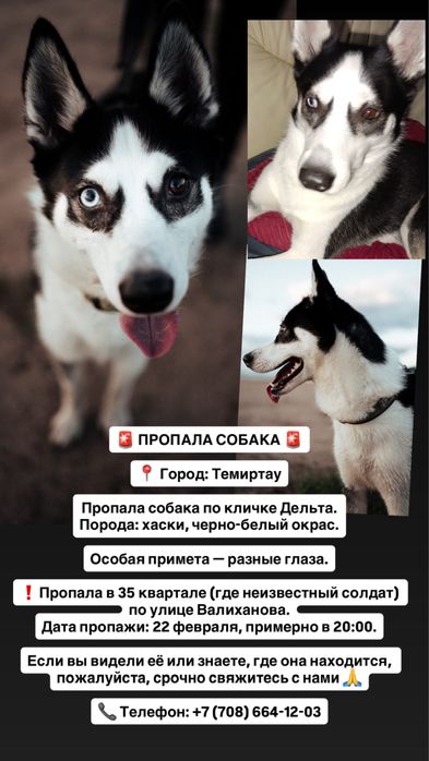 ‼️‼️Пропала собака