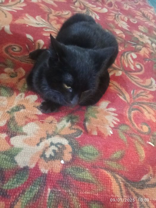 Mushuk sotiladi narhini kelishamiz