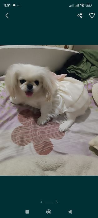 Продам собачку породы Пекинес