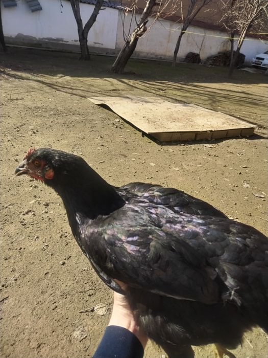 Joja tovuq tovuqlar товуклар, jojalar, жожа, жожалар