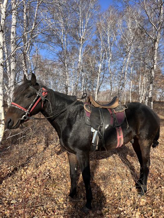 Продам рабочую лошадь