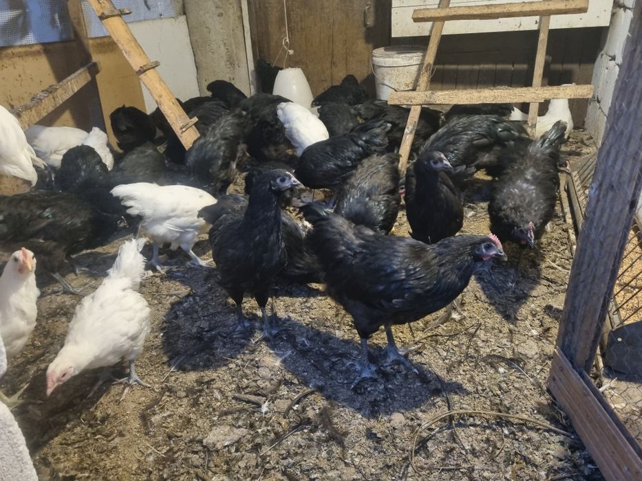 Australorp asustrolop