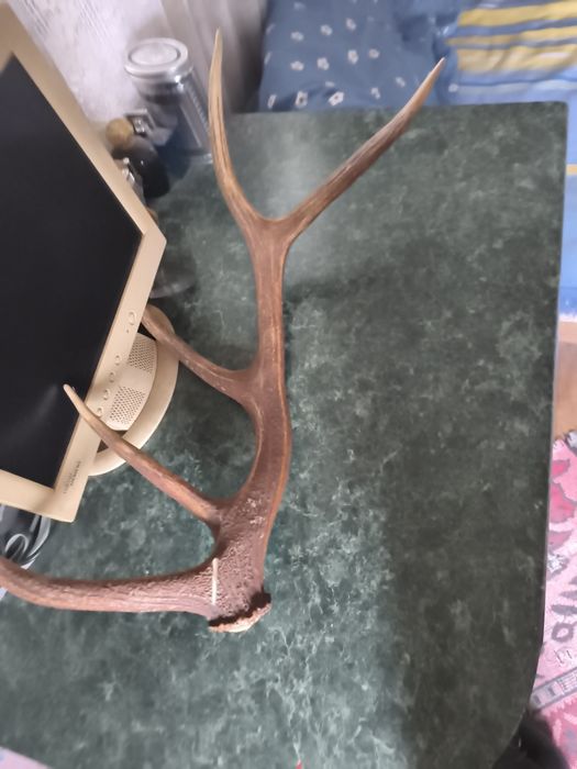 Vând coarne de cerb