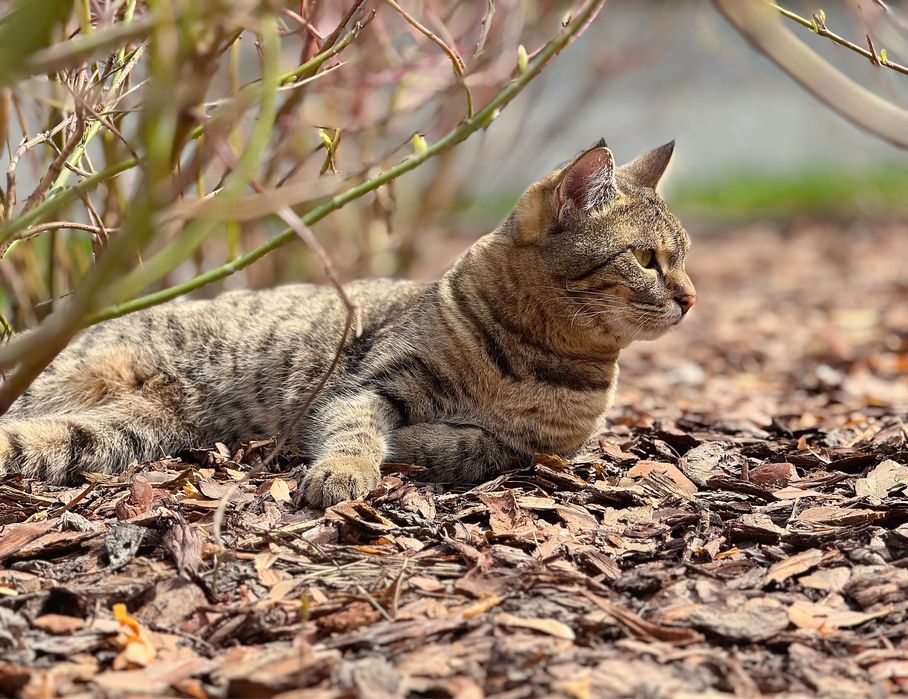 Молодая кошечка ищет дом