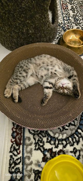 Продам котенку хорошим рукам