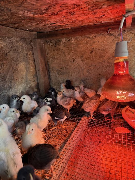 Үй тауықтарының балапандары.