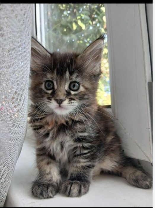 Красивые котята Мейн-Куны