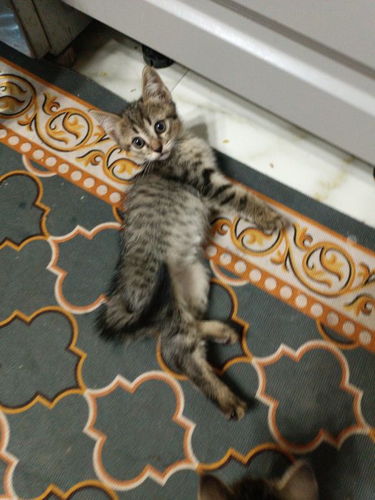 Отдам котят в добрые руки