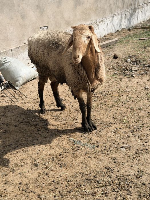 Арашан Қозы Қошқар