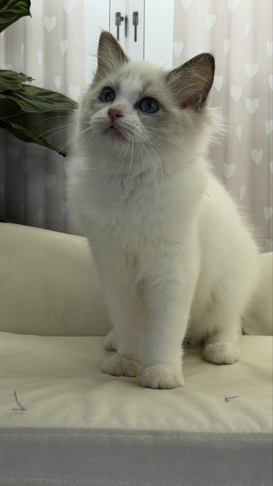 Рэггдоллы чистокровные