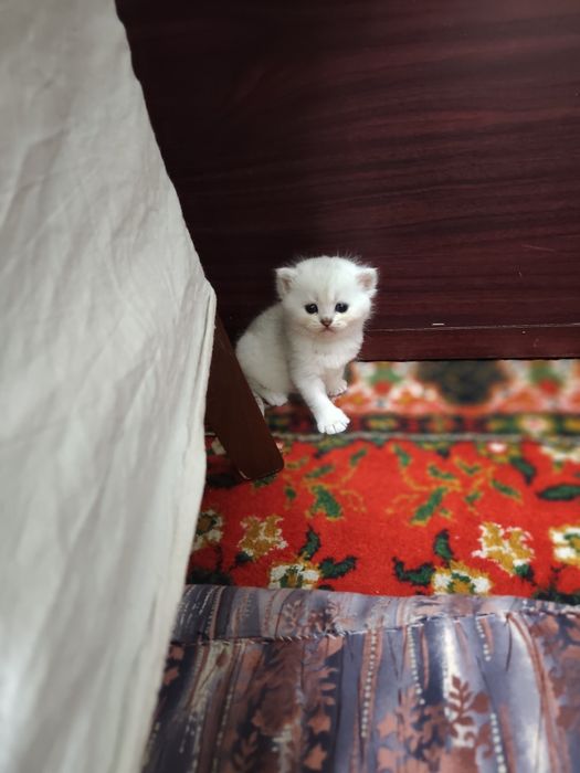 Шиншилла боллари