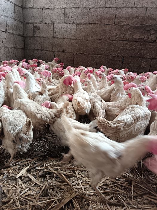 Продажа курей. Құры здоровые