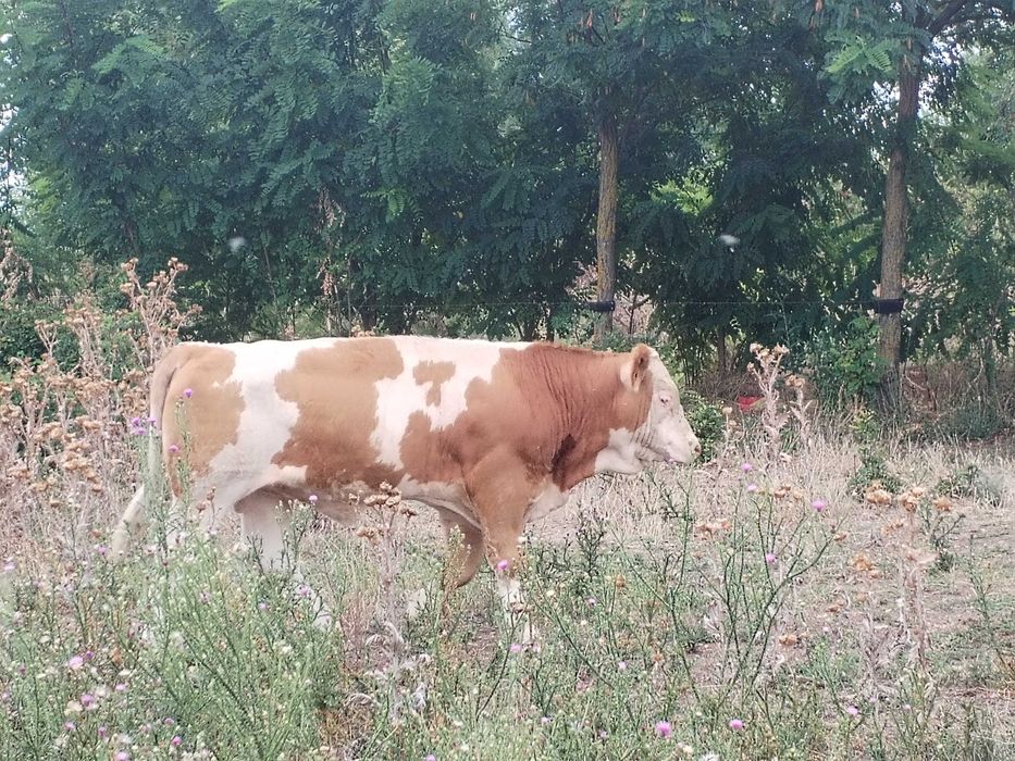 Vand tăurași si vitele ( 9 bucati)