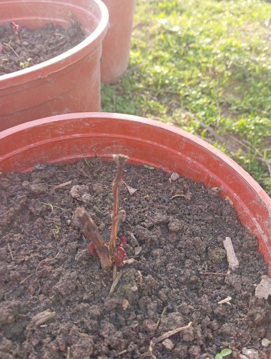 Продаются цветы клематис