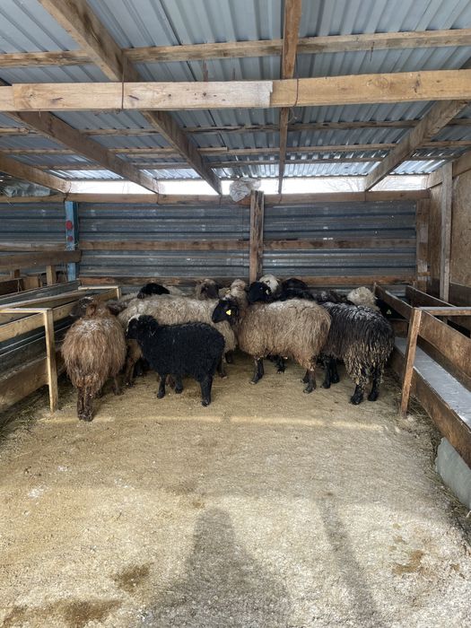 Қой тоқты бараны