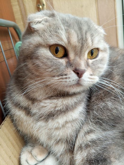 Кошечка вислоухая. Даром