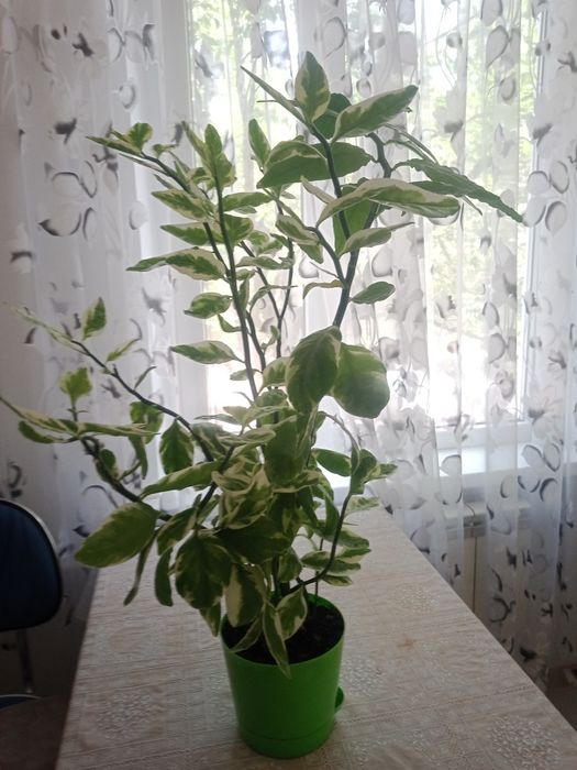 Цветок педилантус.
