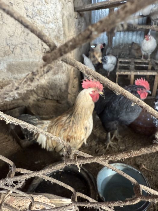 Қораздар сатылады петух Мейрамбек