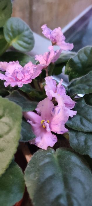 Продам фиалки комнатные.