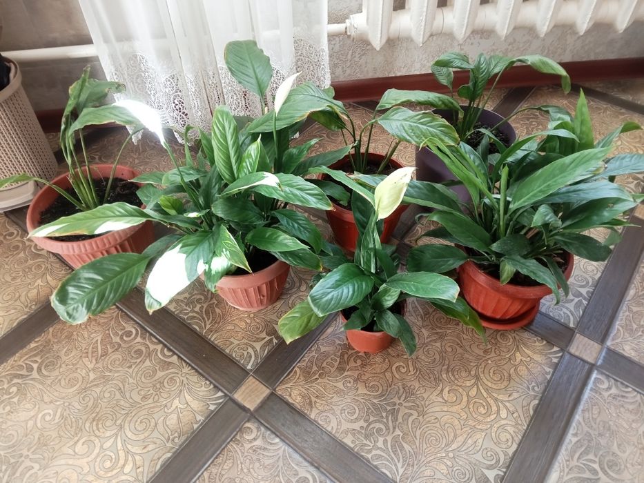 Комнатные растения