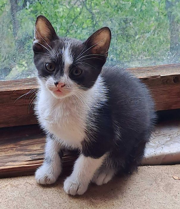 Подарявам котенца!