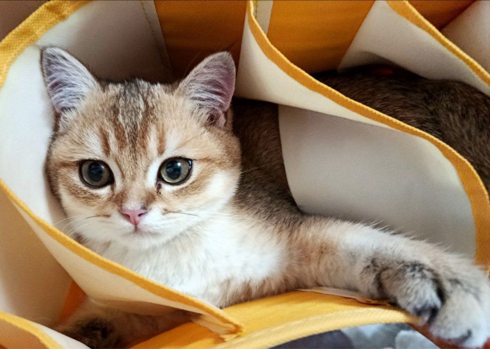 Залатисти шиншила