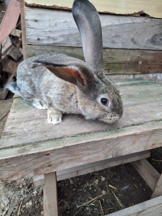 Продавам эайци от добри родители