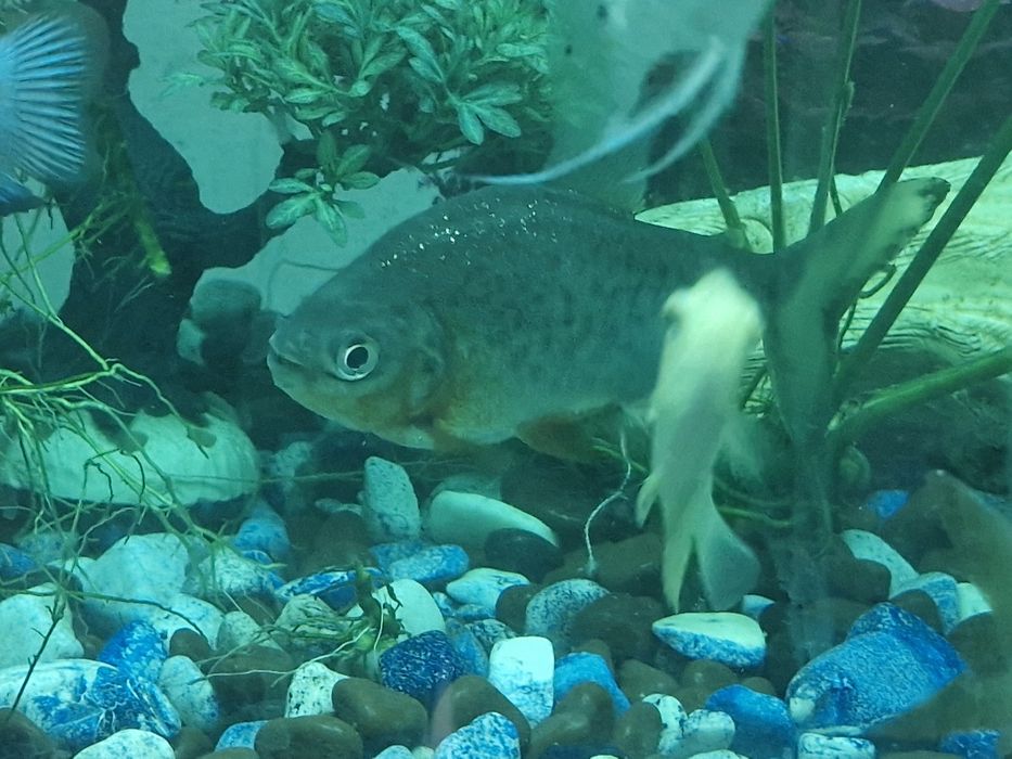 Паку ред красный